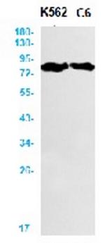 PRKCA Antibody in Western Blot (WB)