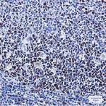 MCM2 Recombinant Rabbit Monoclonal Antibody