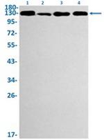 MCM2 Antibody in Western Blot (WB)