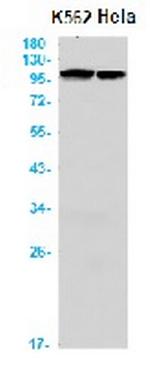 NFE2L2 Antibody in Western Blot (WB)
