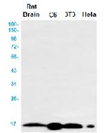 ARPC5 Antibody in Western Blot (WB)