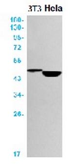 CASP9 Recombinant Rabbit Monoclonal Antibody