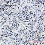 CASP3 Antibody in Immunohistochemistry (Paraffin) (IHC (P))
