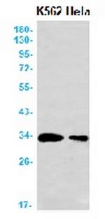 CASP3 Antibody in Western Blot (WB)