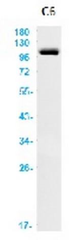 GRIA2 Antibody in Western Blot (WB)