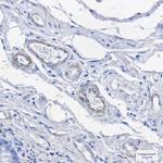MCAM Antibody in Immunohistochemistry (Paraffin) (IHC (P))