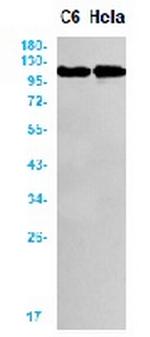 MCAM Antibody in Western Blot (WB)
