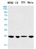 PGF Recombinant Rabbit Monoclonal Antibody