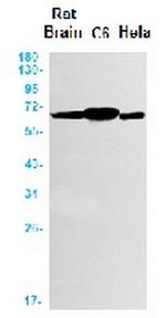 SOX10 Recombinant Rabbit Monoclonal Antibody