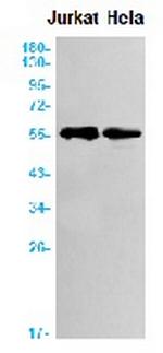 GPC1 Antibody in Western Blot (WB)