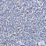 PARK7 Antibody in Immunohistochemistry (Paraffin) (IHC (P))