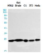 PARK7 Antibody in Western Blot (WB)