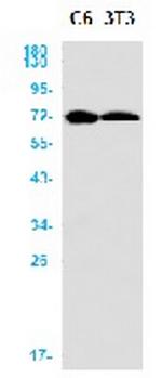 Eif2Ak2 Antibody in Western Blot (WB)