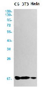 PFN1 Antibody in Western Blot (WB)
