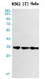 STAR Recombinant Rabbit Monoclonal Antibody
