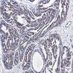 TSPO Antibody in Immunohistochemistry (Paraffin) (IHC (P))