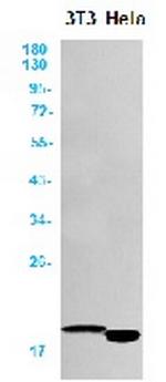 TSPO Antibody in Western Blot (WB)