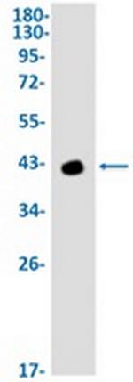 GLUL Antibody in Western Blot (WB)