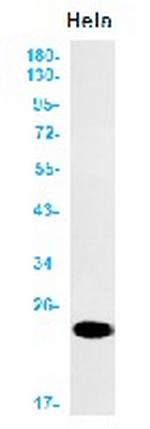 CAV1 Antibody in Western Blot (WB)