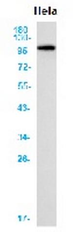 TFRC Antibody in Western Blot (WB)