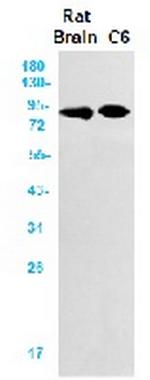 LRP1 Antibody in Western Blot (WB)