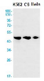 FDFT1 Antibody in Western Blot (WB)