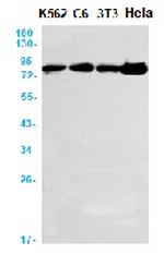 MLH1 Antibody in Western Blot (WB)