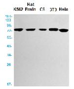 CRTC3 Antibody in Western Blot (WB)