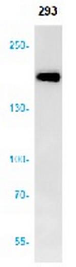 NCOA1 Antibody in Western Blot (WB)