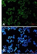 TREX1 Recombinant Rabbit Monoclonal Antibody