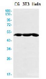 PGD Antibody in Western Blot (WB)