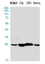RAB5C Antibody in Western Blot (WB)