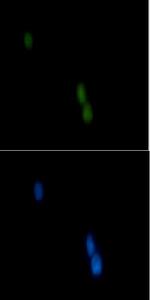 POLD1 Antibody in Immunocytochemistry (ICC/IF)