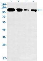 POLD1 Antibody in Western Blot (WB)