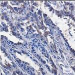 P2RY6 Antibody in Immunohistochemistry (Paraffin) (IHC (P))