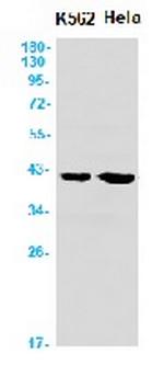 P2RY6 Antibody in Western Blot (WB)