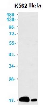 CENPA Antibody in Western Blot (WB)