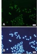 TFAM Antibody in Immunocytochemistry (ICC/IF)