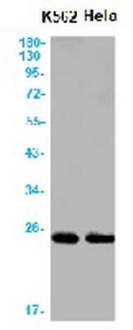 TFAM Antibody in Western Blot (WB)