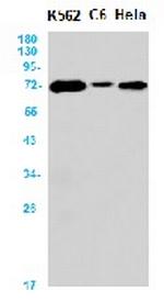 ATG13 Recombinant Rabbit Monoclonal Antibody
