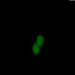 STK4 Recombinant Rabbit Monoclonal Antibody