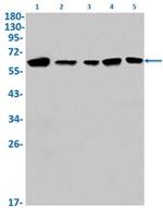 STK4 Antibody in Western Blot (WB)