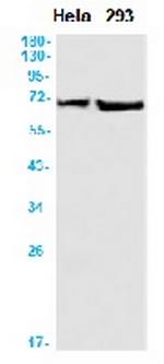 PTPN11 Antibody in Western Blot (WB)