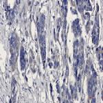 MGST1 Recombinant Rabbit Monoclonal Antibody