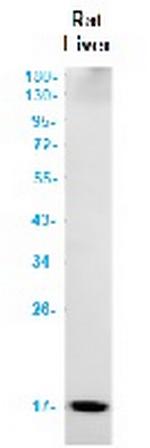 MGST1 Antibody in Western Blot (WB)