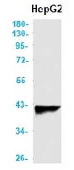 AGTR1 Antibody in Western Blot (WB)