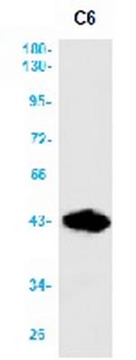 FCGR2B Antibody in Western Blot (WB)