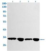 GNB2 Antibody in Western Blot (WB)