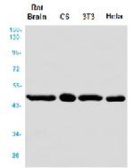 IDH1 Antibody in Western Blot (WB)