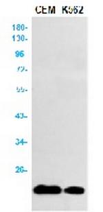 TNFAIP8 Recombinant Rabbit Monoclonal Antibody